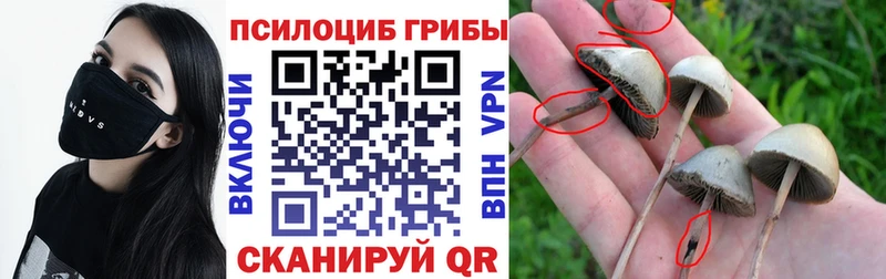 Псилоцибиновые грибы мицелий  купить закладку  Петропавловск-Камчатский 
